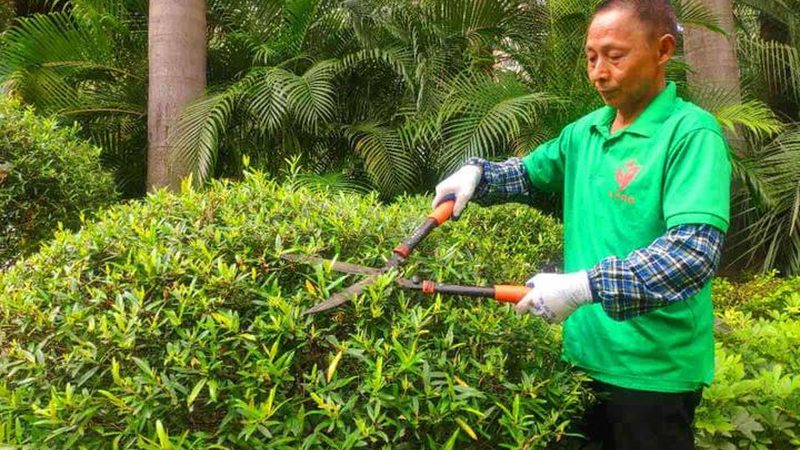 灌木种植间距与修剪频率：关键因素解析