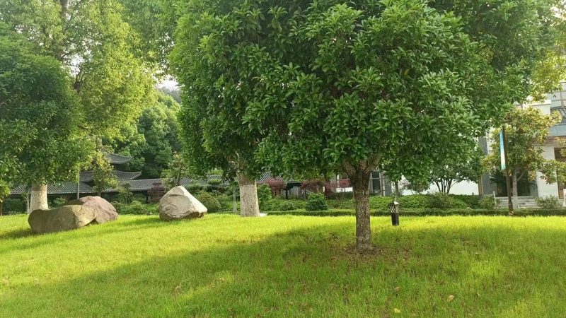 公园绿化种植密度如何确定？**