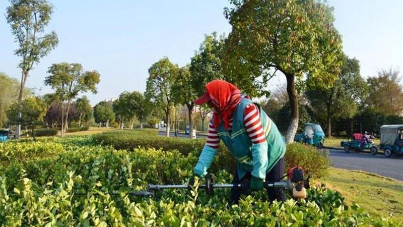 成都园林绿化养护管理：关键要素与专业实践